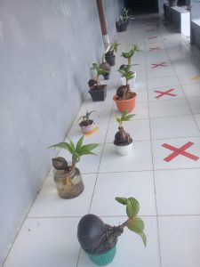 Penggalang Rakit serahkan Bonsai di Hari Tunas – Kwarcab Banjarnegara Penggalang Rakit serahkan Bonsai di Hari Tunas – Kwarcab Banjarnegara