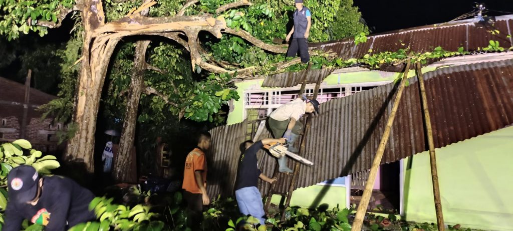 PRAMUKA PEDULI BANYUMAS BANTU PENANGANAN POHON TUMBANG