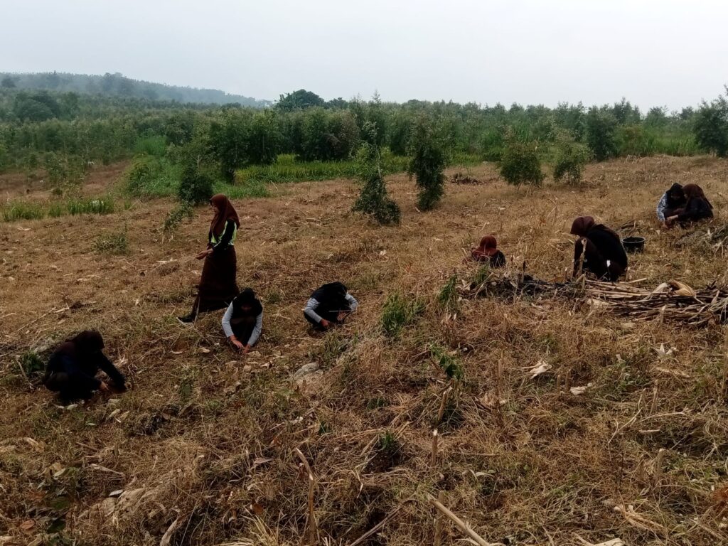 SEMBILAN ANGGOTA SAKA WANABAKTI LULUS UJI SKK PENANAMAN DAN PEMELIHARAAN TANAMAN SEMBILAN ANGGOTA SAKA WANABAKTI LULUS UJI SKK PENANAMAN DAN PEMELIHARAAN TANAMAN