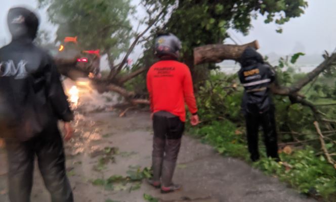 Di Tengah Hujan Lebat, Pramuli Kota Solo Bantu Singkirkan Pohon yang Menimpa Sepeda Motor Di Tengah Hujan Lebat, Pramuli Kota Solo Bantu Singkirkan Pohon yang Menimpa Sepeda Motor