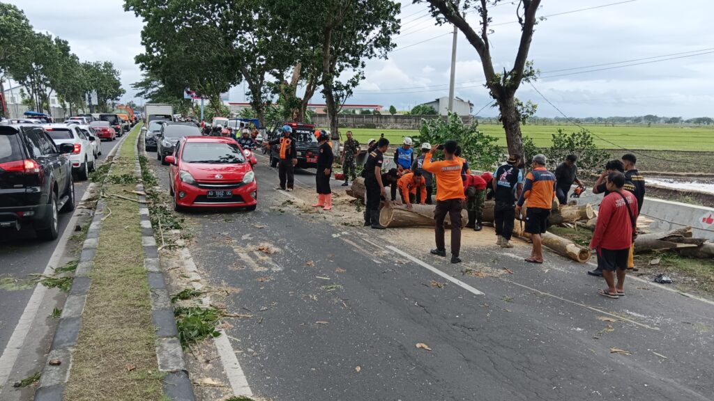 Pramuka Peduli Kwarcab Sukoharjo Tanggap Bencana, Evakuasi Pohon Tumbang di Jalan Solo-Wonogiri
